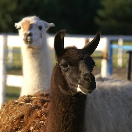 Samsara Farm stay Lukta