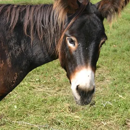 Κατάλυμα σε φάρμα Samsara - Prawdziwa Łukta